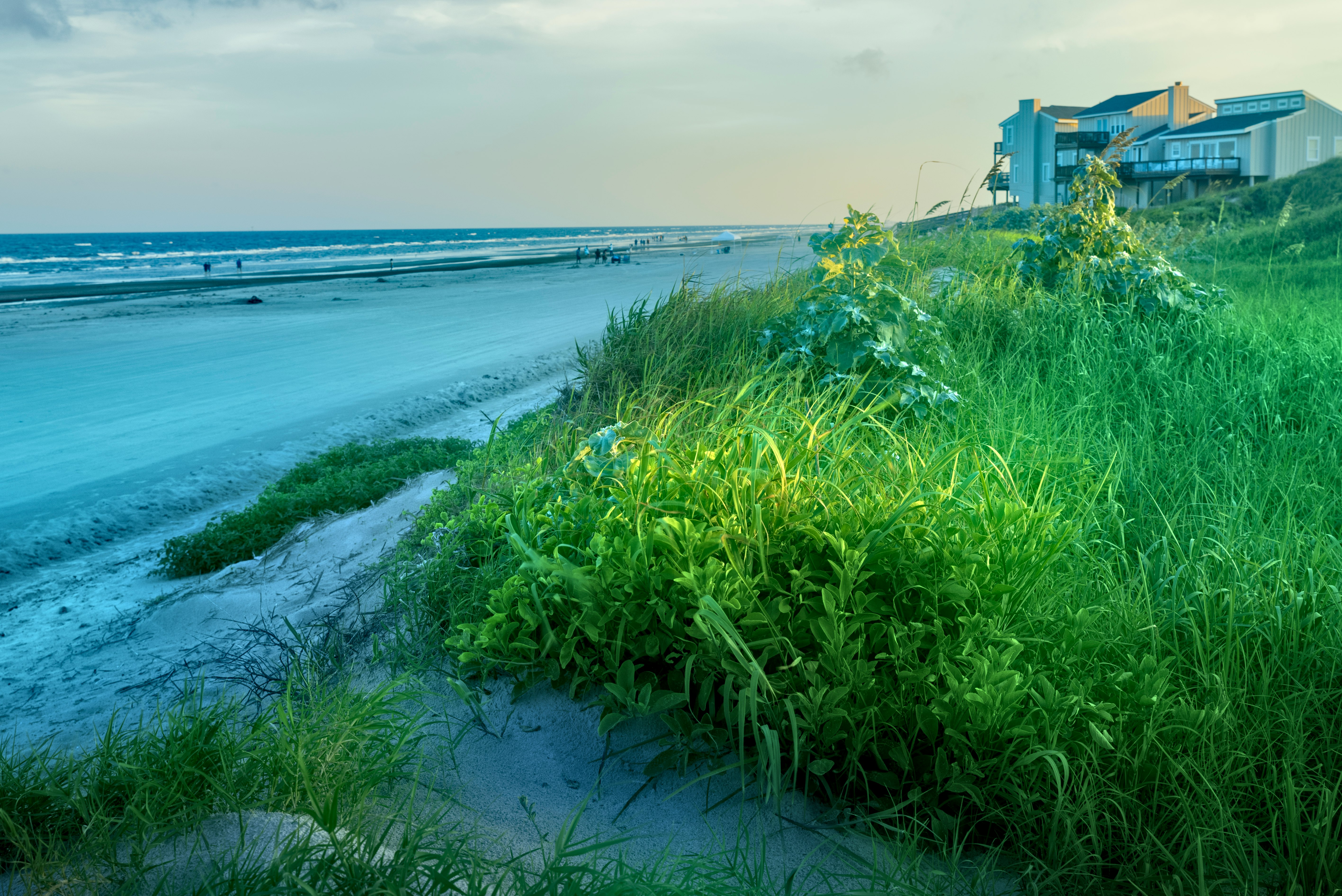 green grass on seashore during daytime